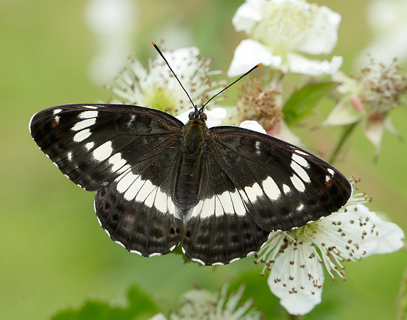 White Admiral Limenitis camilla