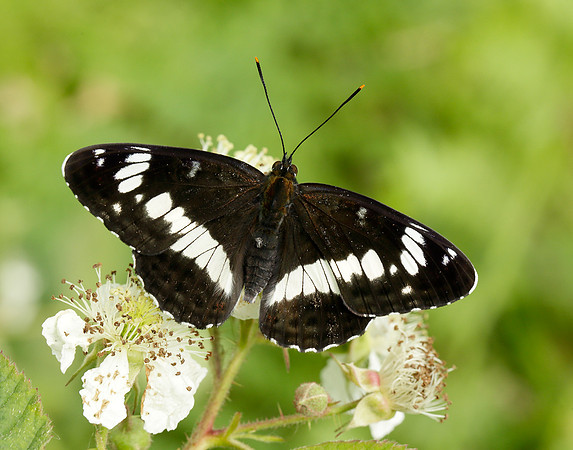 White Admiral Limenitis camilla