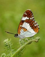 White Admiral Limenitis camilla
