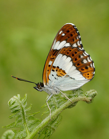 White Admiral Limenitis camilla