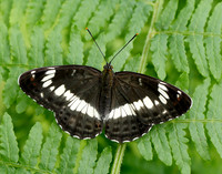 White Admiral Limenitis camilla