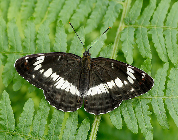 White Admiral Limenitis camilla