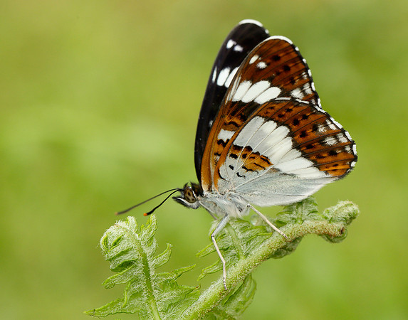 White Admiral Limenitis camilla