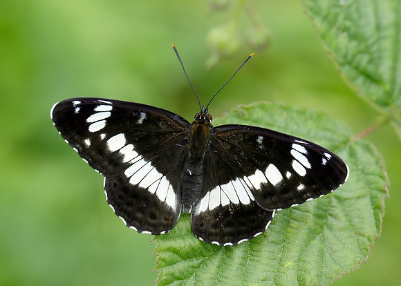 White Admiral Limenitis camilla