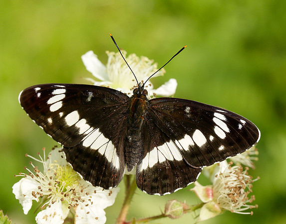 White Admiral Limenitis camilla