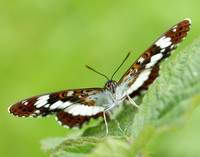White Admiral Limenitis camilla