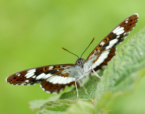 White Admiral Limenitis camilla