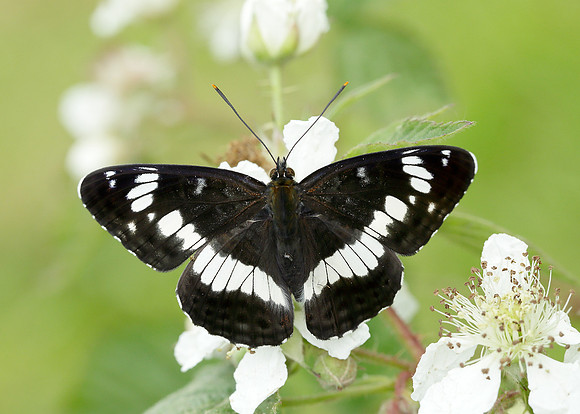 White Admiral Limenitis camilla
