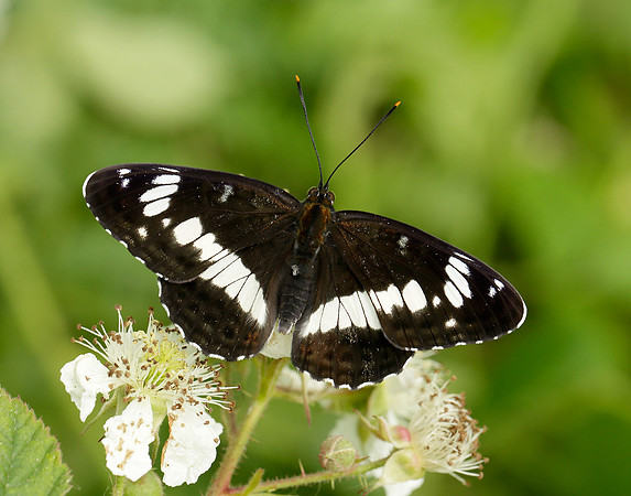 White Admiral Limenitis camilla