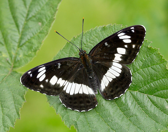 White Admiral Limenitis camilla