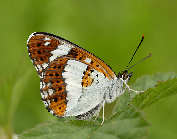 White Admiral Limenitis camilla
