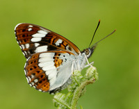 White Admiral Limenitis camilla