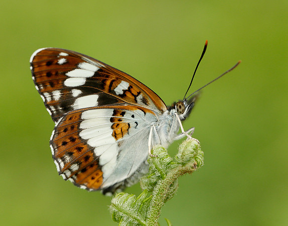 White Admiral Limenitis camilla