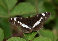 White Admiral Limenitis camilla