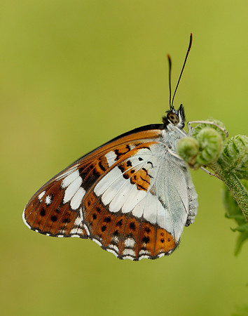 White Admiral Limenitis camilla