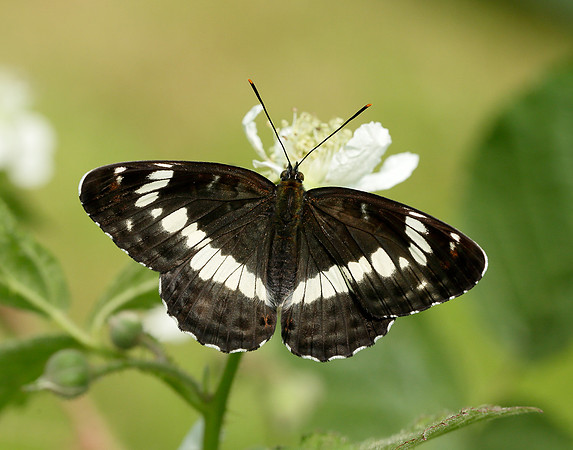 White Admiral Limenitis camilla