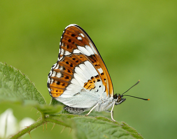 White Admiral Limenitis camilla