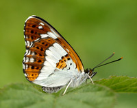 White Admiral Limenitis camilla