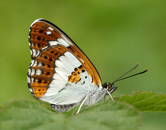 White Admiral Limenitis camilla