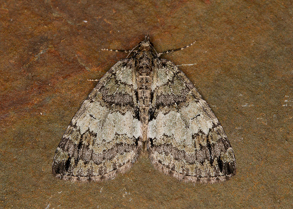 70.075 BF1778 May Highflyer Hydriomena impluviata