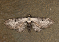 70.188 BF1839 Bordered Pug Eupithecia succenturiata