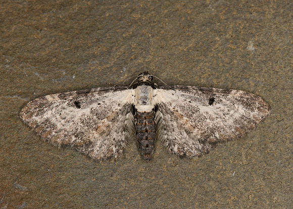 70.188 BF1839 Bordered Pug Eupithecia succenturiata