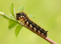 66.010 BF1640 Drinker Euthrix potatoria
