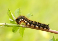 66.010 BF1640 Drinker Euthrix potatoria
