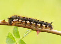 66.010 BF1640 Drinker Euthrix potatoria