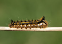 66.010 BF1640 Drinker Euthrix potatoria