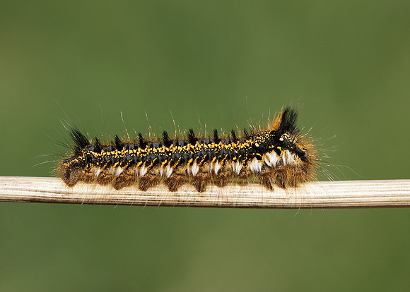 66.010 BF1640 Drinker Euthrix potatoria