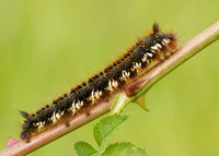 66.010 BF1640 Drinker Euthrix potatoria