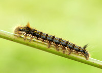 66.010 BF1640 Drinker Euthrix potatoria