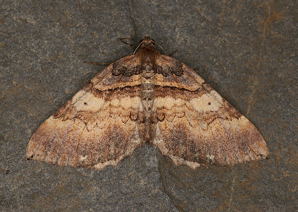 70.066 BF1746 Shoulder-stripe Anticlea badiata