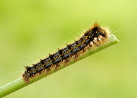 66.010 BF1640 Drinker Euthrix potatoria
