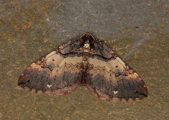 70.066 BF1746 Shoulder-stripe Anticlea badiata