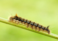 66.010 BF1640 Drinker Euthrix potatoria