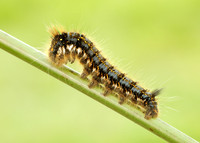 66.010 BF1640 Drinker Euthrix potatoria