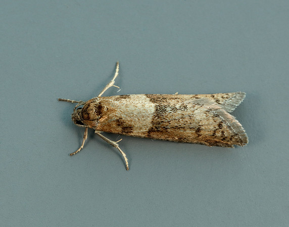 49.044 BF1025 Tortricodes alternella