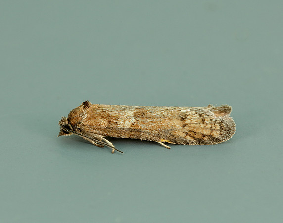 49.044 BF1025 Tortricodes alternella