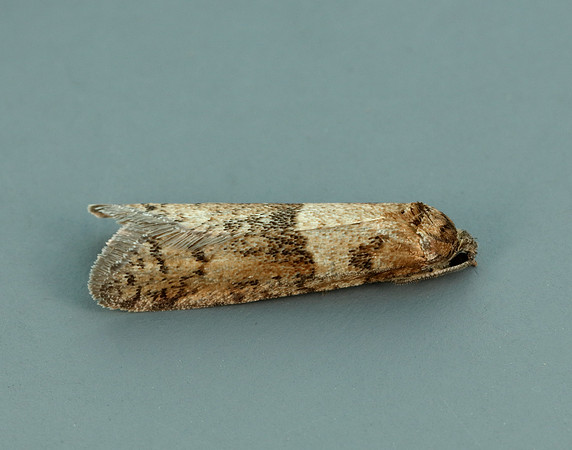 49.044 BF1025 Tortricodes alternella