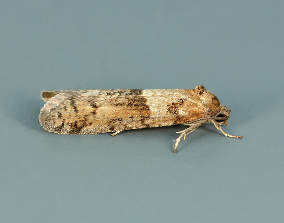 49.044 BF1025 Tortricodes alternella