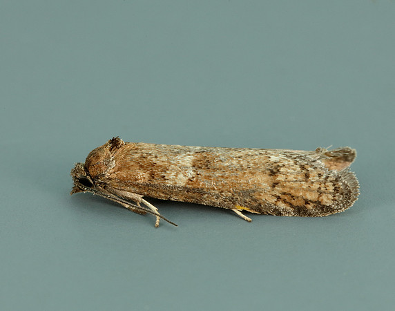 49.044 BF1025 Tortricodes alternella