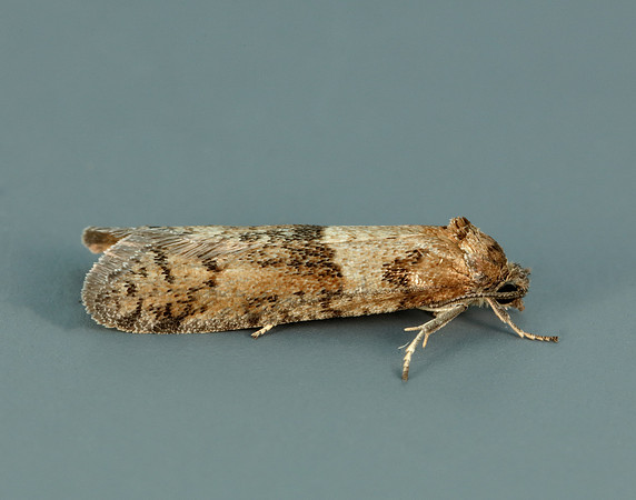 49.044 BF1025 Tortricodes alternella