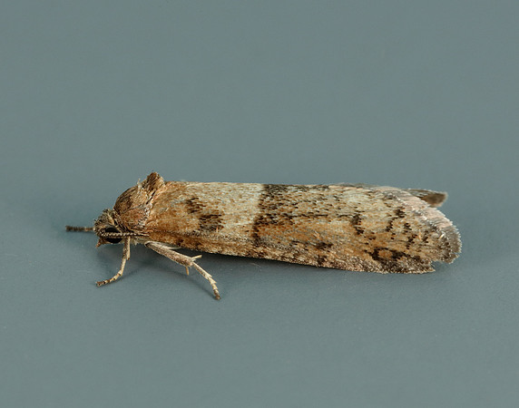 49.044 BF1025 Tortricodes alternella