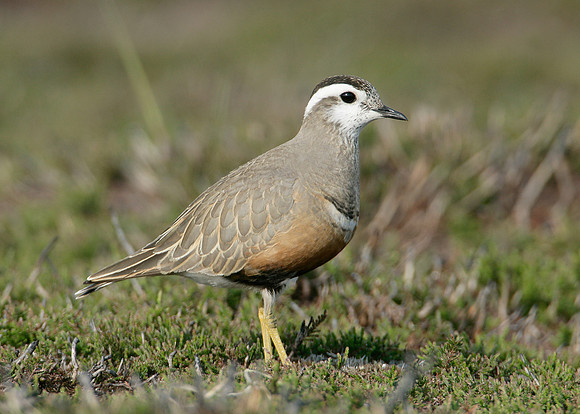 Dotterel Charadrius morinellus