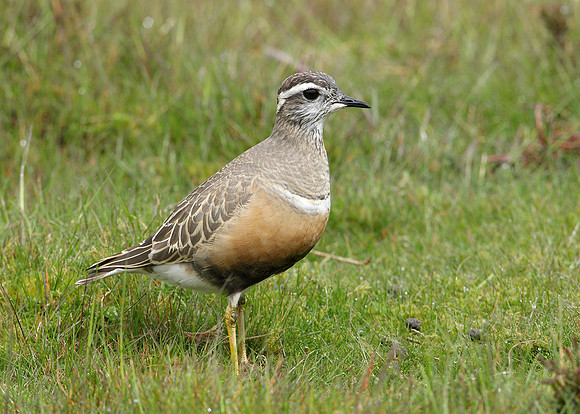 Dotterel Charadrius morinellus