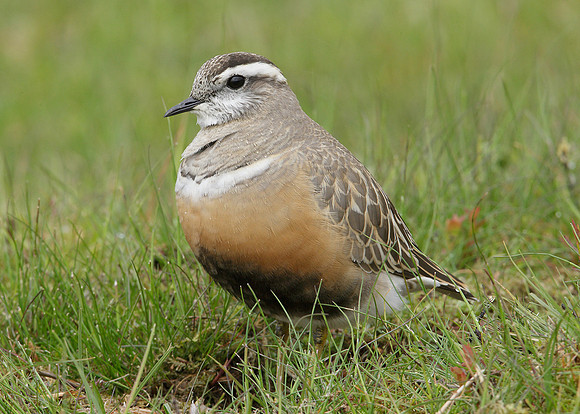 Dotterel Charadrius morinellus