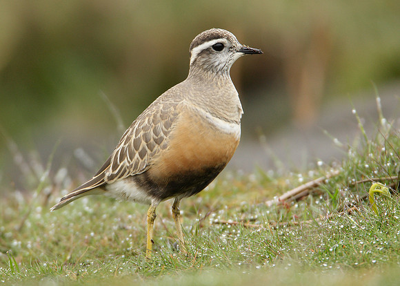 Dotterel Charadrius morinellus