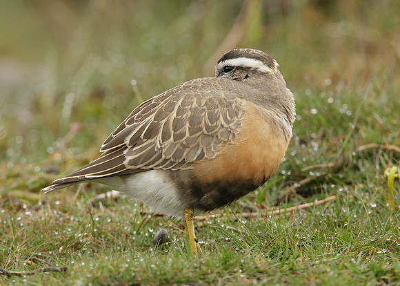 Dotterel Charadrius morinellus